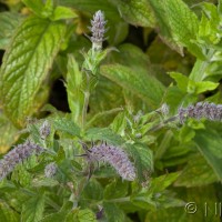 Spear Mint
